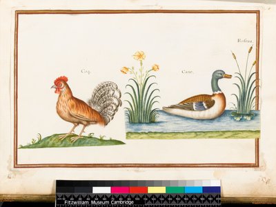 A Cockerel and a Mallard by Nicolas Robert